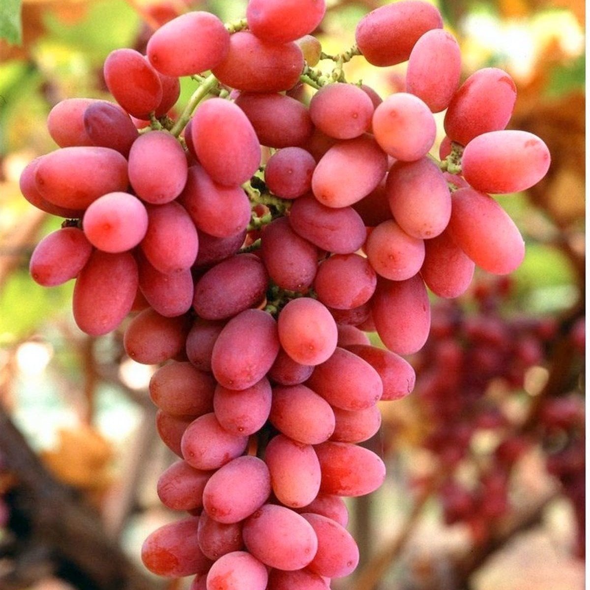 Tüplü Kırmızı Crimson Çekirdeksiz Üzüm Fidanı