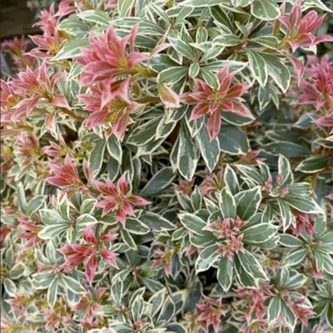 Tüplü Soğuklara Dayanıklı Japon Lavanta Fundası Pieris Japonica Little Frosty  Herdem Yeşil