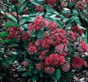 Sedum Telephium Emperor's Waves Çiçeği Tohumu (5 tohum)