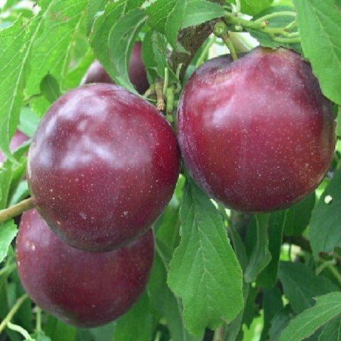 Tüplü Yarı Bodur Purple Black King  Erik Fidanı(Koleksiyonluk Çeşit)