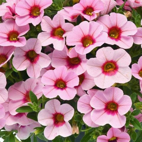 Sarkan Sepetler İçin Soft Pink Eye Calibrachoa Milyonlar Çanı Çiçeği Fidesi (3 adet)