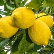 İri Meyveli Uzun Zagara Bianca Limon Fidanı