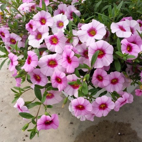 Sarkan Sepetler İçin Soft Pink Eye Calibrachoa Milyonlar Çanı Çiçeği Fidesi (3 adet)
