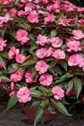 SunPatiens Compact Deep Rose Cam Güzeli Çiçeği Fidesi (5 adet)