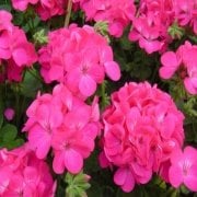 Nekita F1 Deep Rose Sardunya Çiçeği Fidesi (3 adet)