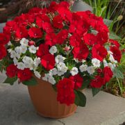 SunPatiens Compact Red Cam Güzeli Çiçeği Fidesi (5 adet)