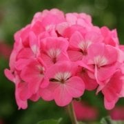 Nekita F1 Pink Sardunya Çiçeği Fidesi (3 adet)