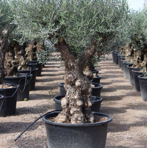 Büyük Gemlik Zeytin Ağacı  (20-30 Yaş)