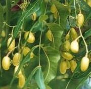 Yalancı Tesbih Ağacı(AZADIRACHTA indica Neem) Tohumu(4 tohum)