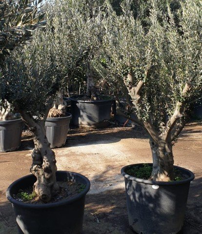 Büyük Gemlik Zeytin Ağacı  (20-30 Yaş)