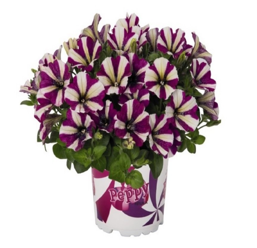 Pepy Serisi Double Colour Purple Petunya Fidesi(2 adet)