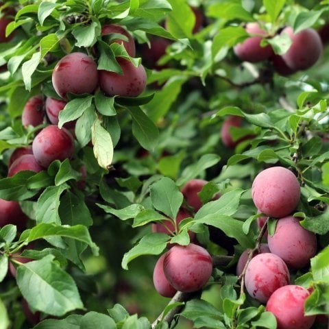 Tüplü Yarı Bodur Erkenci Pioner Japon Erik Fidanı