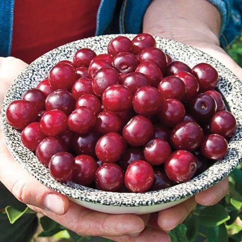Hızlı Verime Yatan Toplaması Kolay Tüplü Saksılık Tam Bodur Carmine Jewel Vişne Fidanı