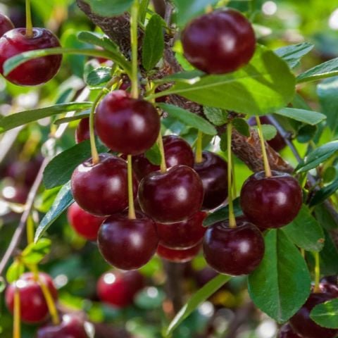 Hızlı Verime Yatan Toplaması Kolay Tüplü Saksılık Tam Bodur Carmine Jewel Vişne Fidanı