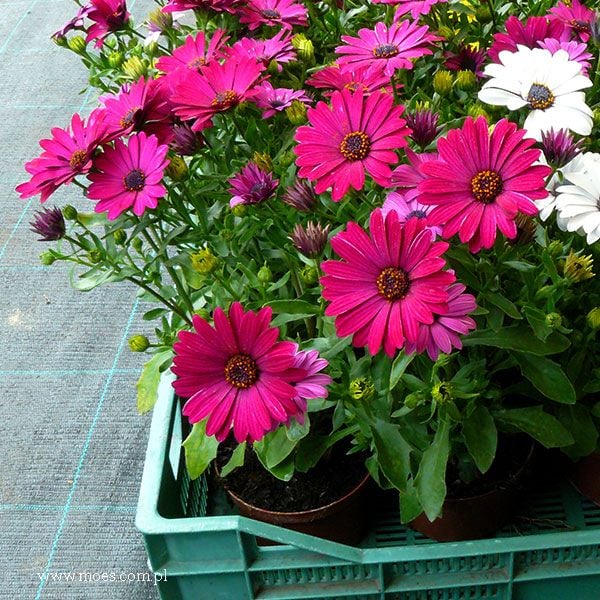 Erato Compact Burgundy İri Çiçekli Bodrum Papatyası Çiçeği Fidesi (4 ad)