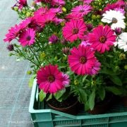 Erato Compact Burgundy İri Çiçekli Bodrum Papatyası Çiçeği Fidesi (4 ad)