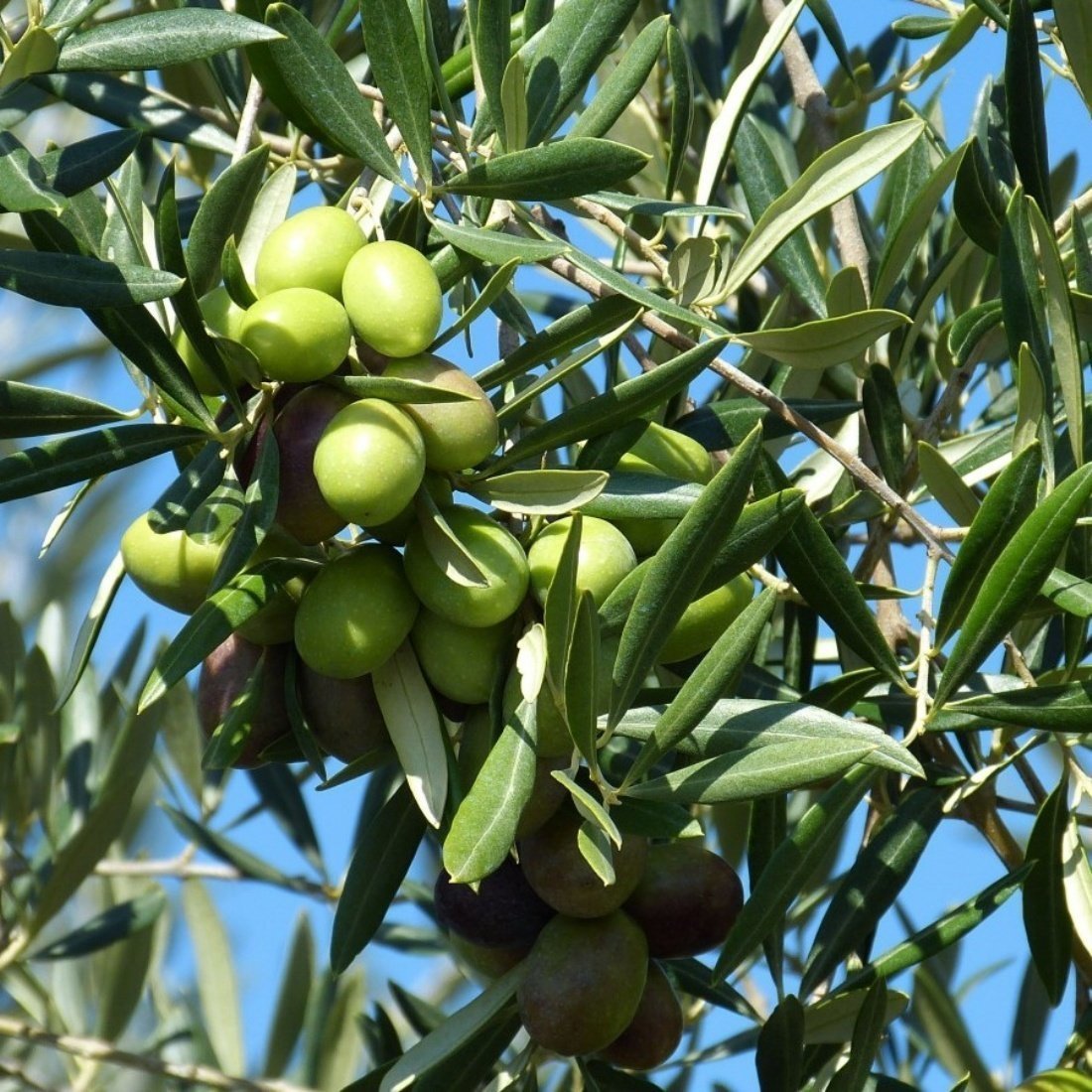 Tüplü Manzalina Zeytin Fidanı (20-40 CM )