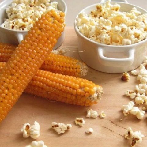 Popcorn Patlatmalık Mısır Fidesi (5 adet)