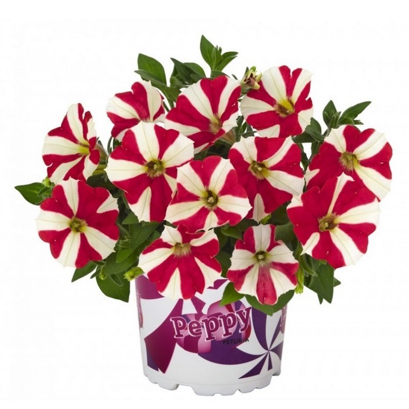 Double Colour Pepy Serisi Strawberry Petunya Fidesi(2 adet)