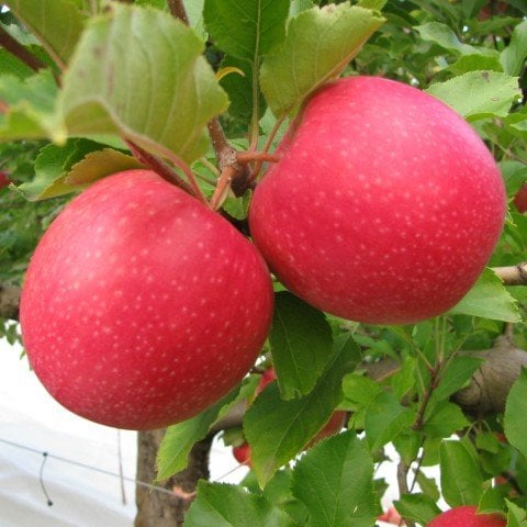 Tüplü Yarıbodur Rose Glow Elma Fidanı