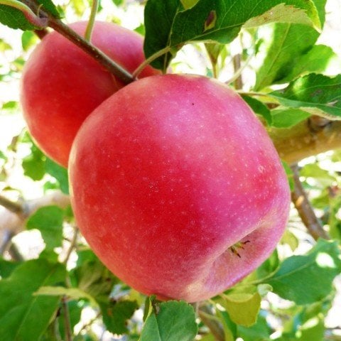 Tüplü Yarıbodur Rose Glow Elma Fidanı