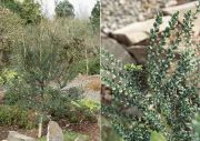 AZARA microphylla Ağacı Tohumu(10 tohum)