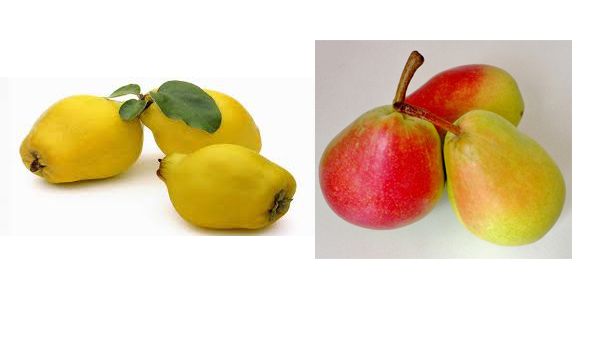 Açık Kök Yarı Bodur Eşme Ayva&Santa Maria Armut Fidanı