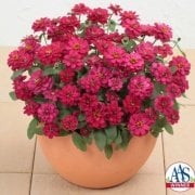 Profusion Double Katmerli Hot Cherry  Zinya Çiçeği Fidesi (5 adet)