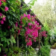 Çin Aşk Sarmaşığı Tohumu(5 tohum)