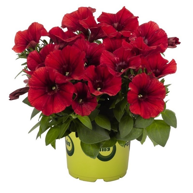 Potunia Serisi Dark Red Petunya Fidesi(2 adet)