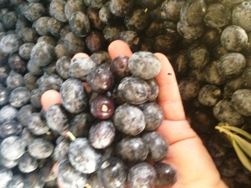 Yeni Hasat Yüksek Kalibre Sofralık Selelik Salamuralık Taze Siyah Gemlik Zeytin