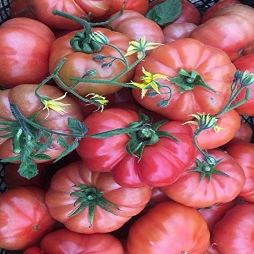 Lapçin Kokulu Yarı Sırık Kırmızı Köy  Domates Fidesi (5 adet)