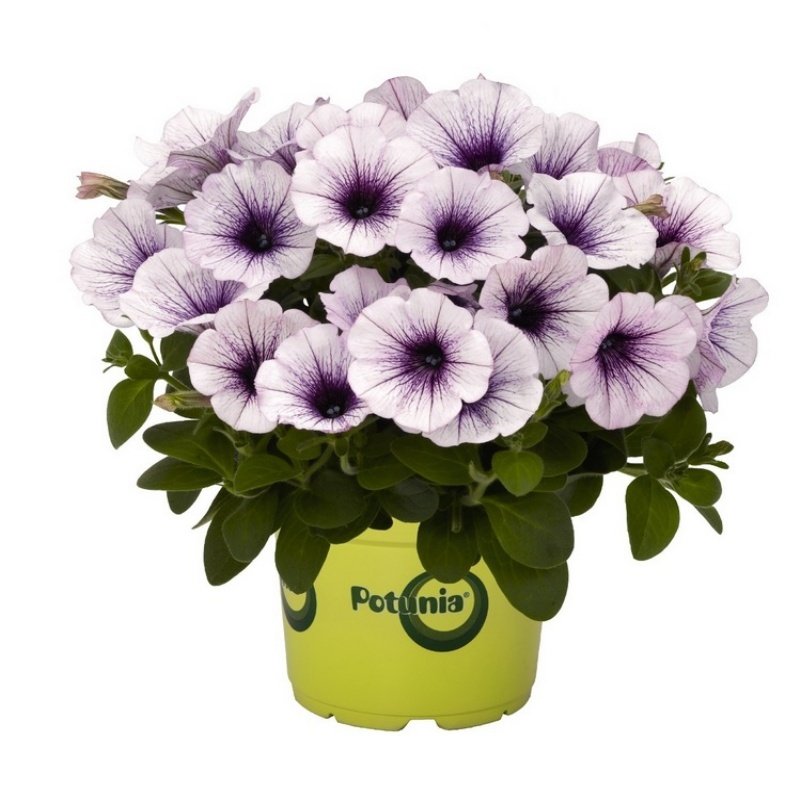 Potunia Piccola Serisi Blue Eyes Petunya Fidesi(3 adet)
