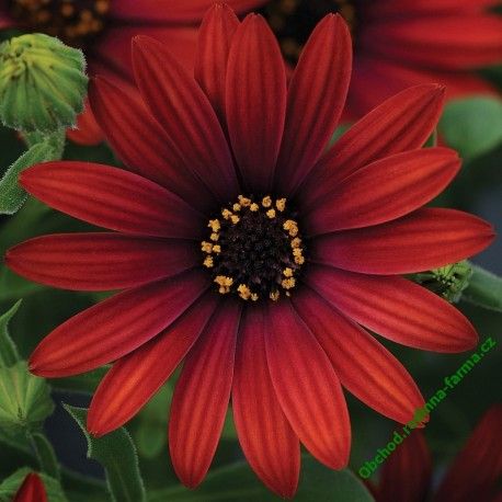 Erato Special Deep Red İri Çiçekli Papatya Çiçeği Fidesi (5 adet)