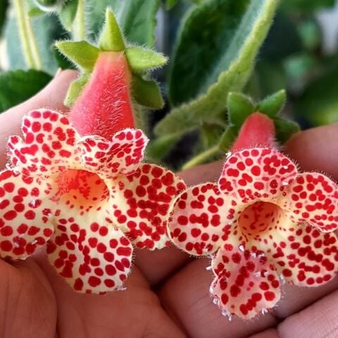 Koleksiyonluk İngirit  Kohleria Japon Küpelisi Çiçeği Fidesi (Mini Potta)