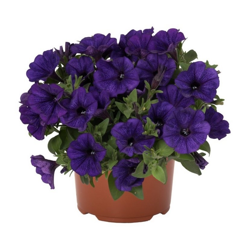 Potunia Piccola Serisi Cobalt Blue Petunya Fidesi (3 adet)