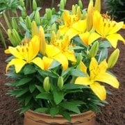 Rio de Jeneiro Lilium Zambak Soğanı (2 adet)