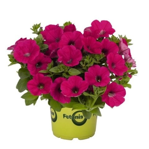 Potunia Piccola Serisi Cobalt Hot Pink Petunya Fidesi (3 adet)