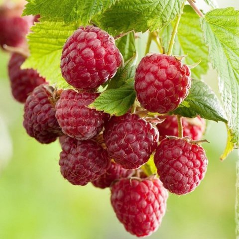 Tüplü Yüksek Verimli Aroması Aksu Pembesi Ahududu Fidanı