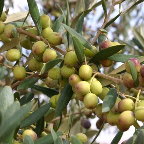 Tüplü Erken Verime Yatan Bodur Arbequına İspanyol Zeytin Fidanı