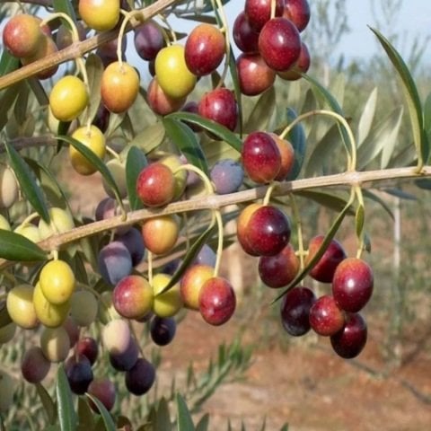 Tüplü Erken Verime Yatan Bodur Arbequına İspanyol Zeytin Fidanı