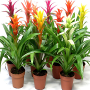 Guzmania(Guzmanya) Kırmızı Yıldız Çiçeği