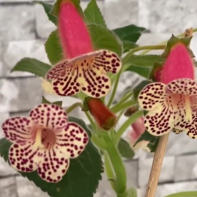 Koleksiyonluk Rf's 3 Kohleria Çiçeği Fidesi  Kohleria Japon Küpelisi Çiçeği Fidesi (Mini Potta)