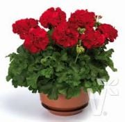 Calliope Dark Red Sardunya Canan Fidesi (4 adet)