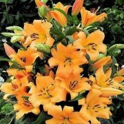 Corcovado Lilium Zambak Soğanı (2 adet)