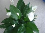 Spathıphyllum Barış(Yelken Çiçeği) Çiçeği Fidanı