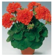 Grandeur Classic Coral Sardunya Çiçeği Fidesi (3  adet)