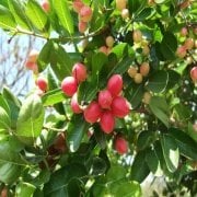 Tüplü Natal Eriği Fidanı Meyve Verme Yaşında