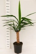 Saksıda Yucca(Yukka) Avize Çiçeği Fidanı