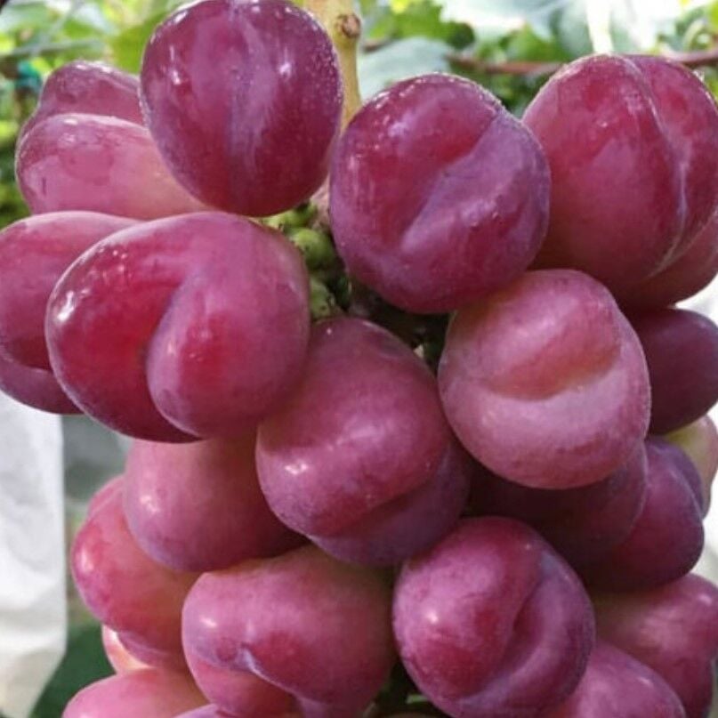 Çekirdeksiz Aroması Mükemmel Kalp Üzüm Fidanı (5-15 cm)